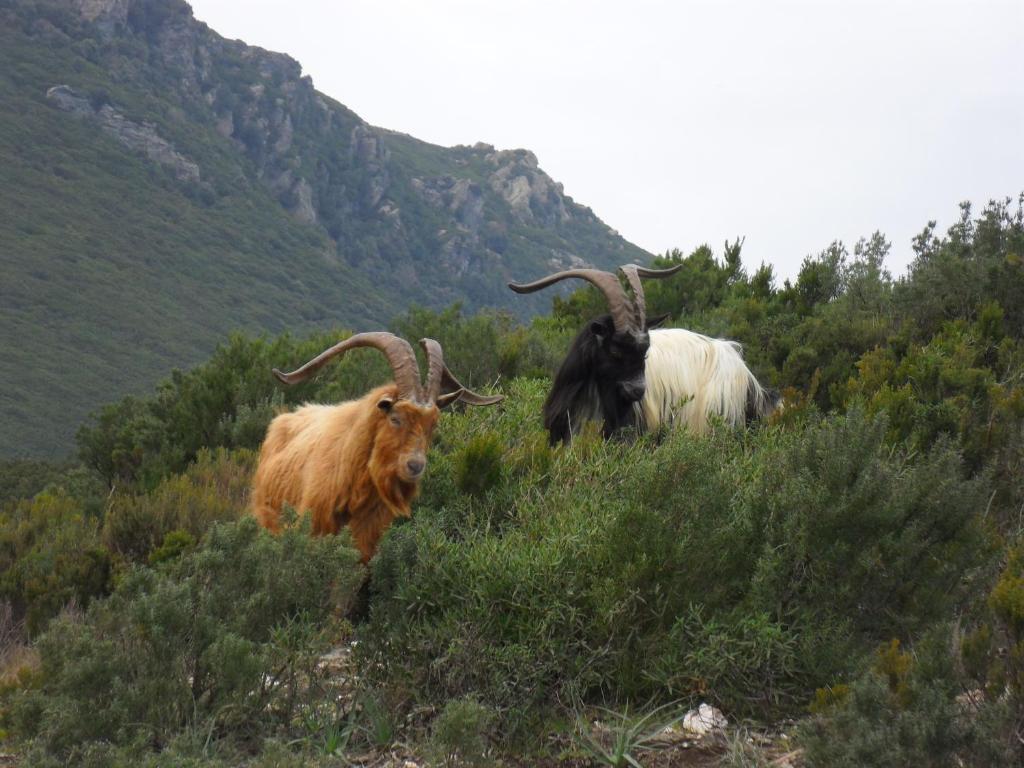 Gite U Licetu A La Campagne Oreta Exteriér fotografie