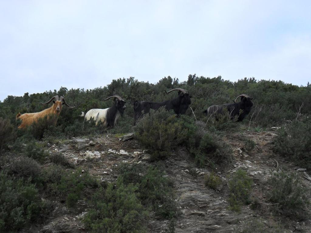 Gite U Licetu A La Campagne Oreta Exteriér fotografie